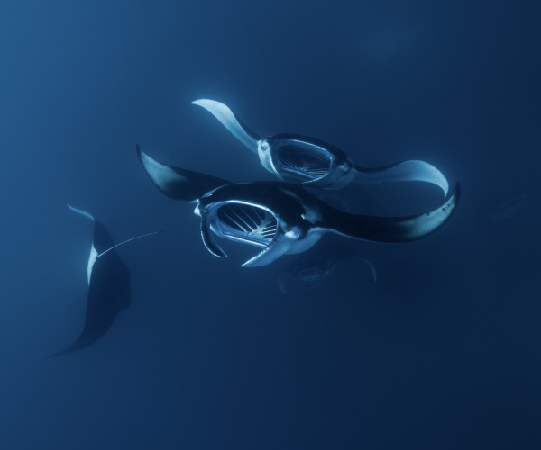 Captura de pantalla 2025-04-27 a las 13.13.18
